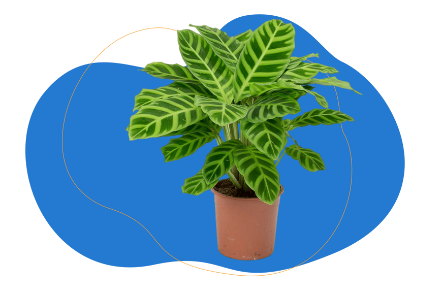 planta zebra